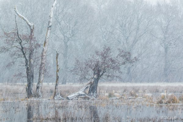 NFFW-2021-maart-06  Kuijer, Frensis