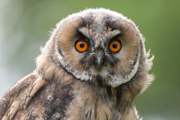 MAANDWINNAAR AUGUSTUS